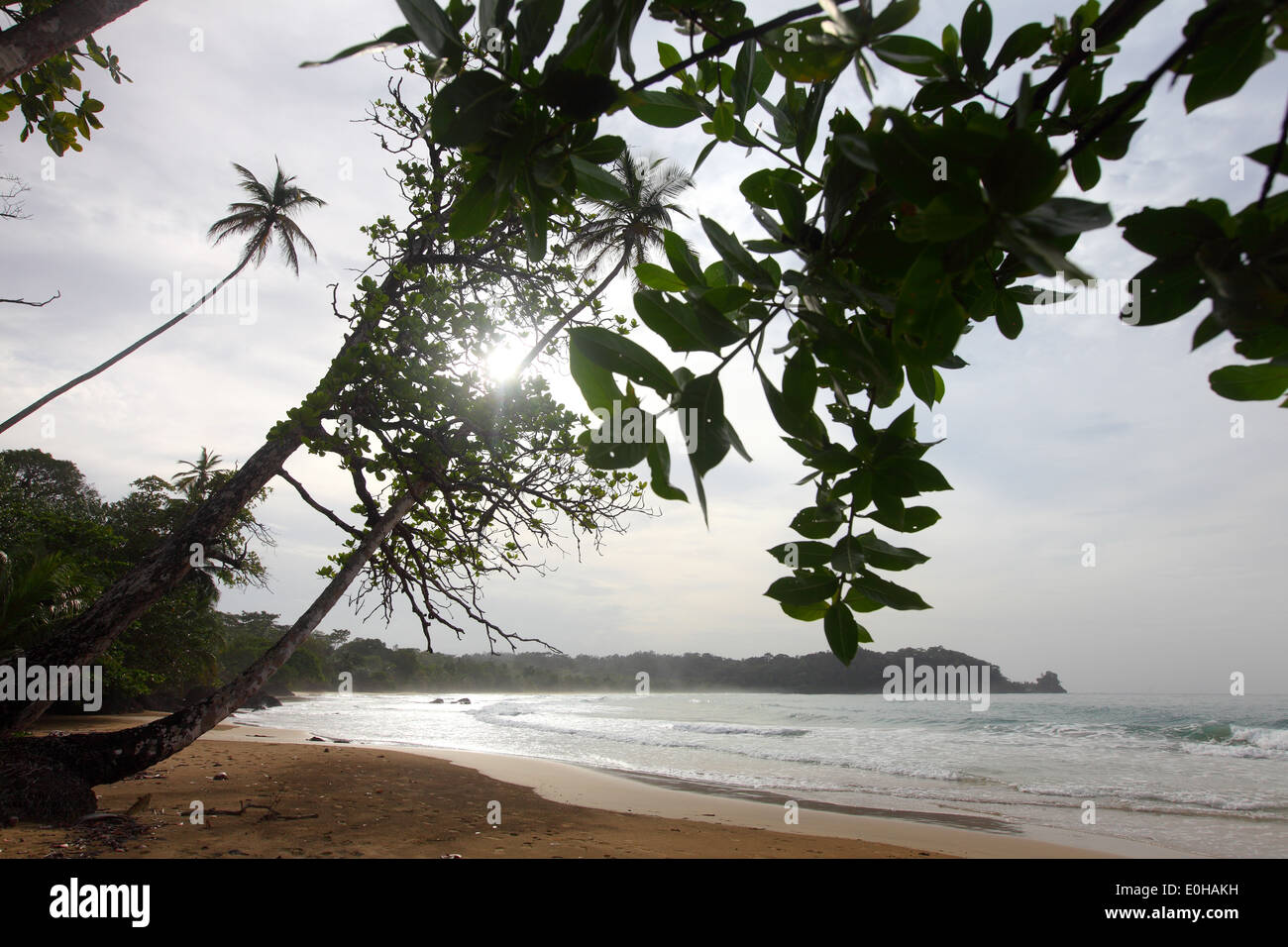 Bocas del Toro Province, Isla Bastimentos, beach, silverback Beach, palmtrees, palm, Bocas del Toro, Panama Stock Photo