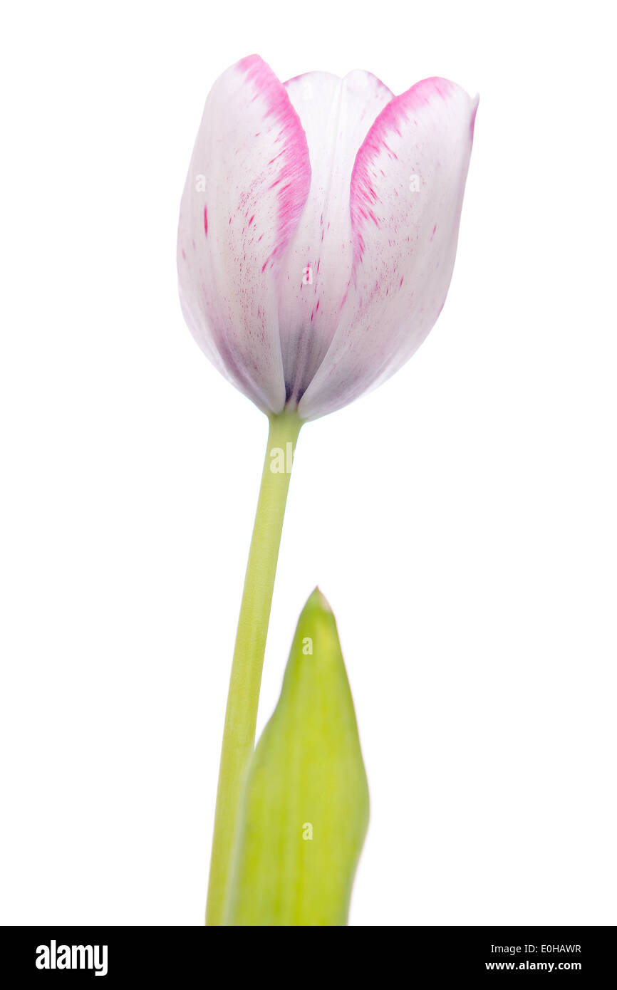 Tulip in white and violet Stock Photo