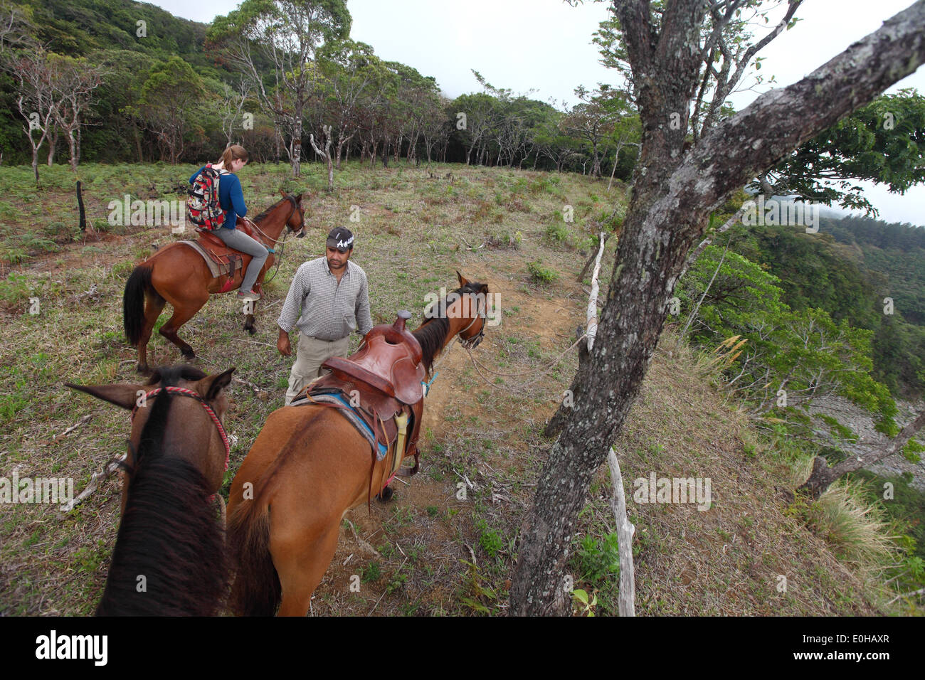 Panama horses hires stock photography and images Alamy