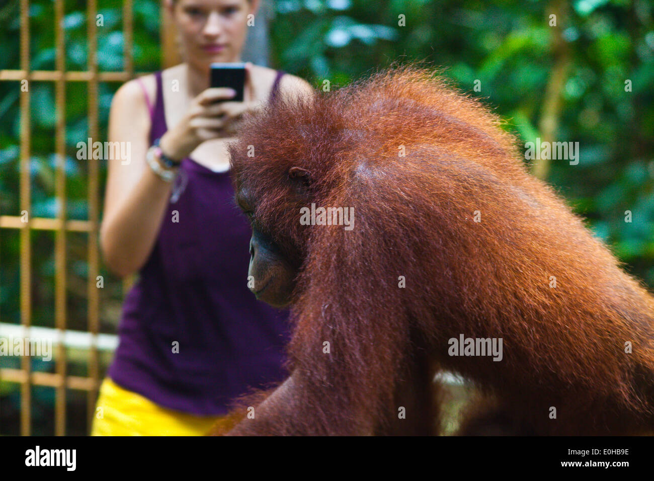 Tourist encounter with a wild orangutan at the Sepilok Orangutan Rehabilitation Center in the Kabili Sepilok Forest - BORNEO Stock Photo