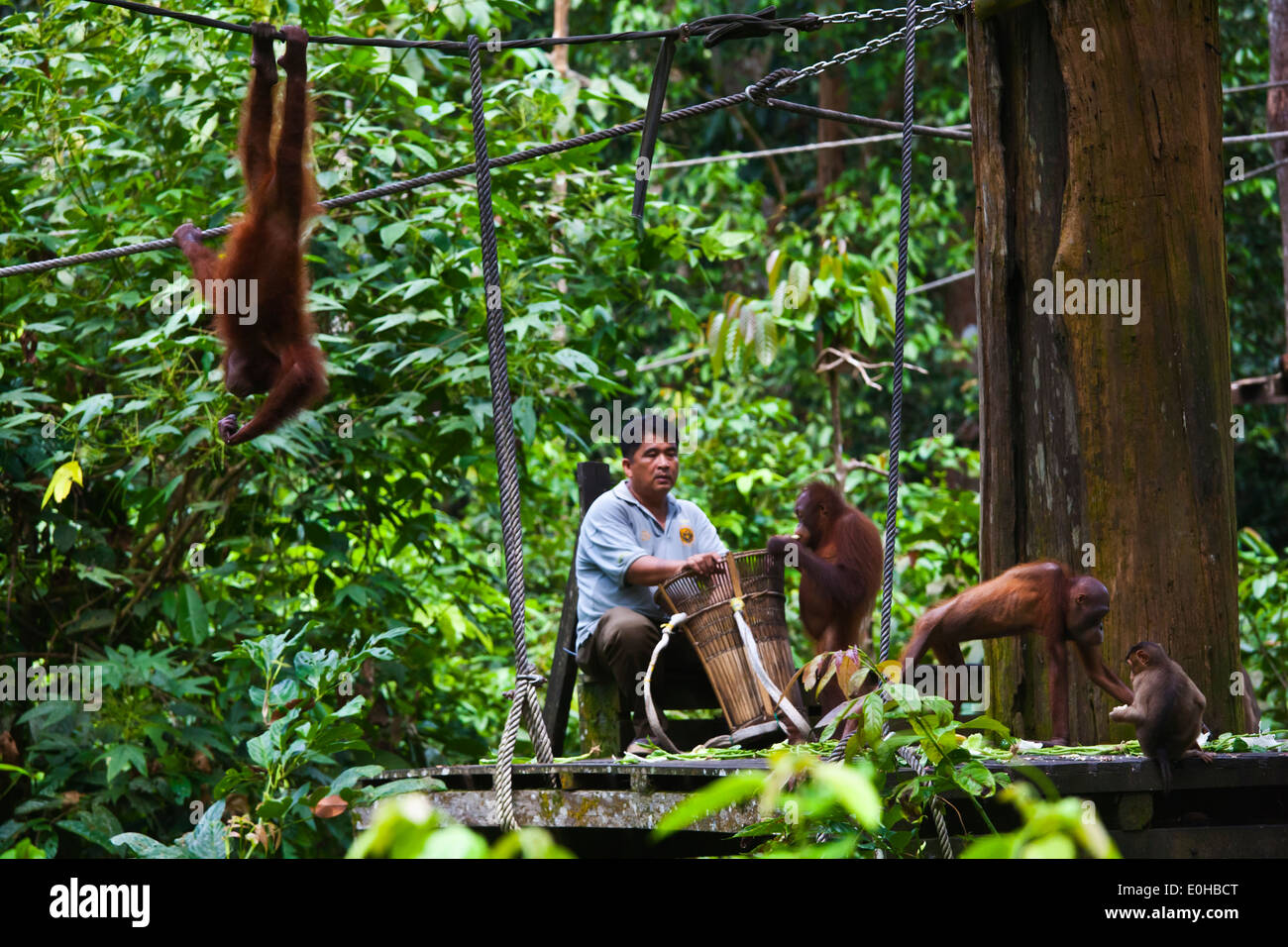 Orangutans (Pongo pygmaeus) are fed at the Sepilok Orangutan Rehabilitation Center in the Kabili Sepilok Forest - BORNEO Stock Photo