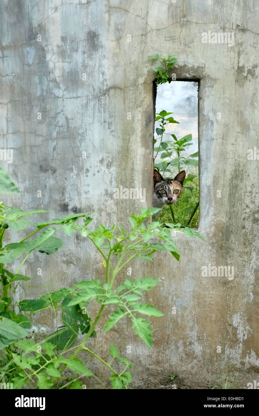 small cat peering through an opening in a concrete wall in east java indonesia Stock Photo
