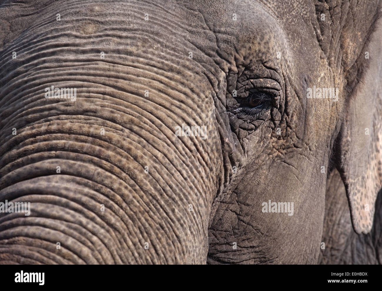 closeup portrait of elephant snout, sad eye and trunk skin details Stock Photo