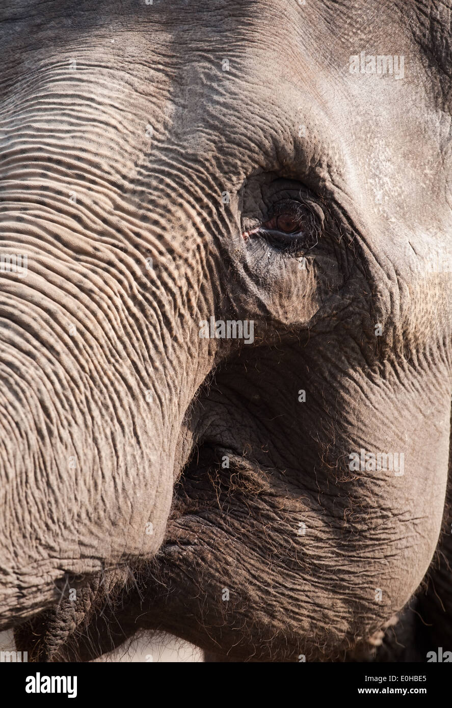 closeup portrait of elephant face, sad eye and trunk skin details Stock Photo