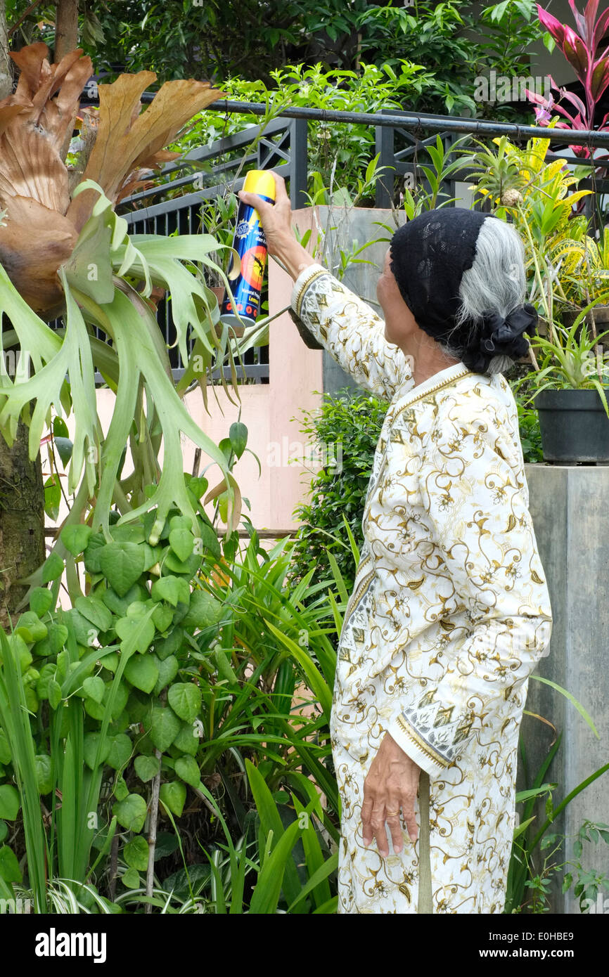 elderly local woman uses a can of insect spray to kill mosquitoes on her garden plants in rural village east java indonesia Stock Photo