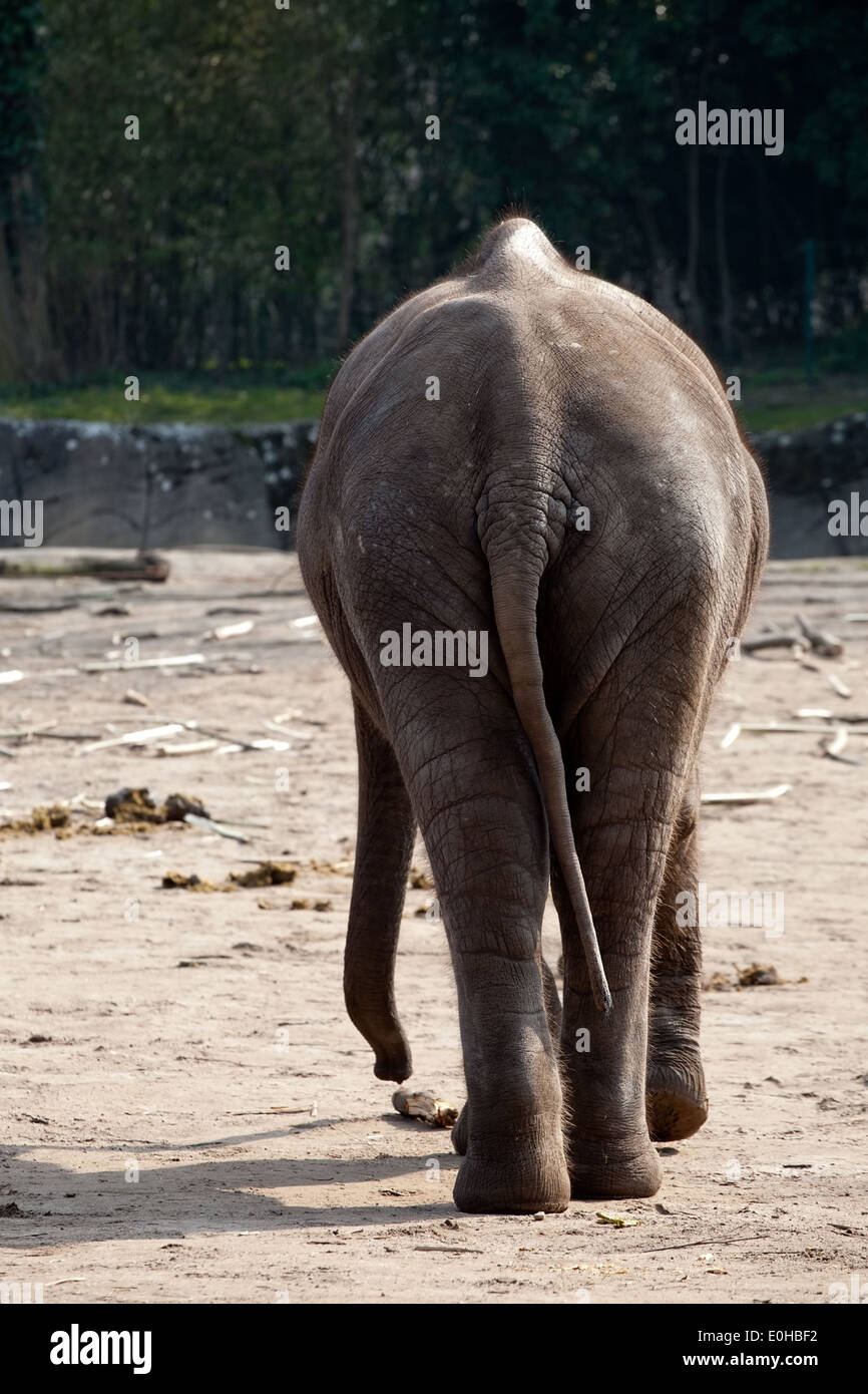 closeup of full-length elephant back view on outdoor zoo background Stock Photo
