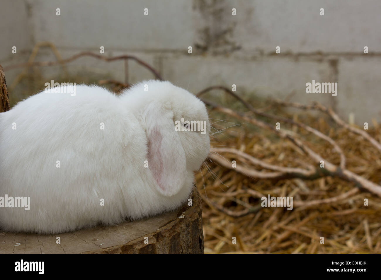 White lop eared rabbit Stock Photo
