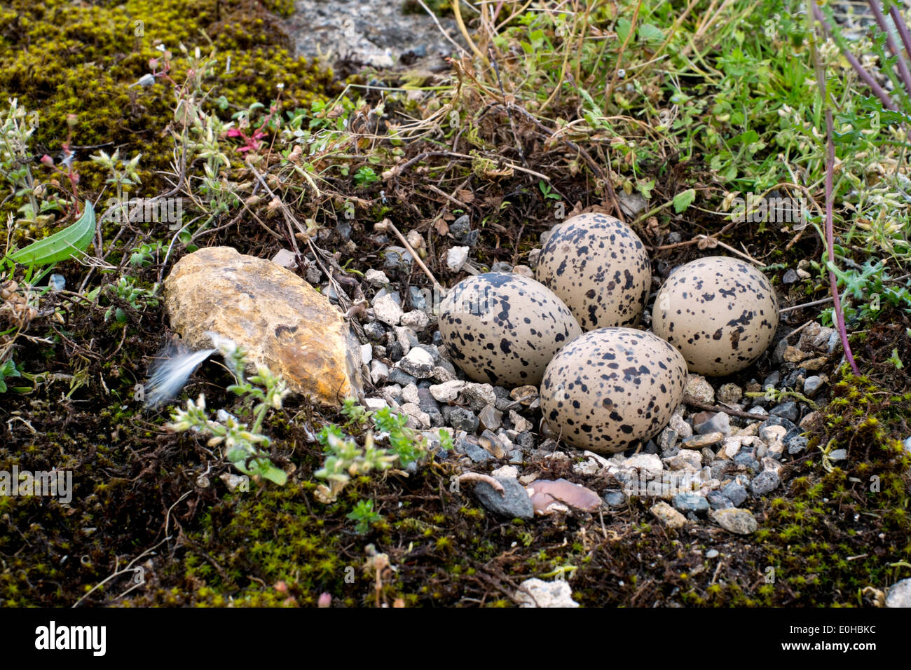 Oystercatchers nest and eggs on the edge of an airfield runway Stock