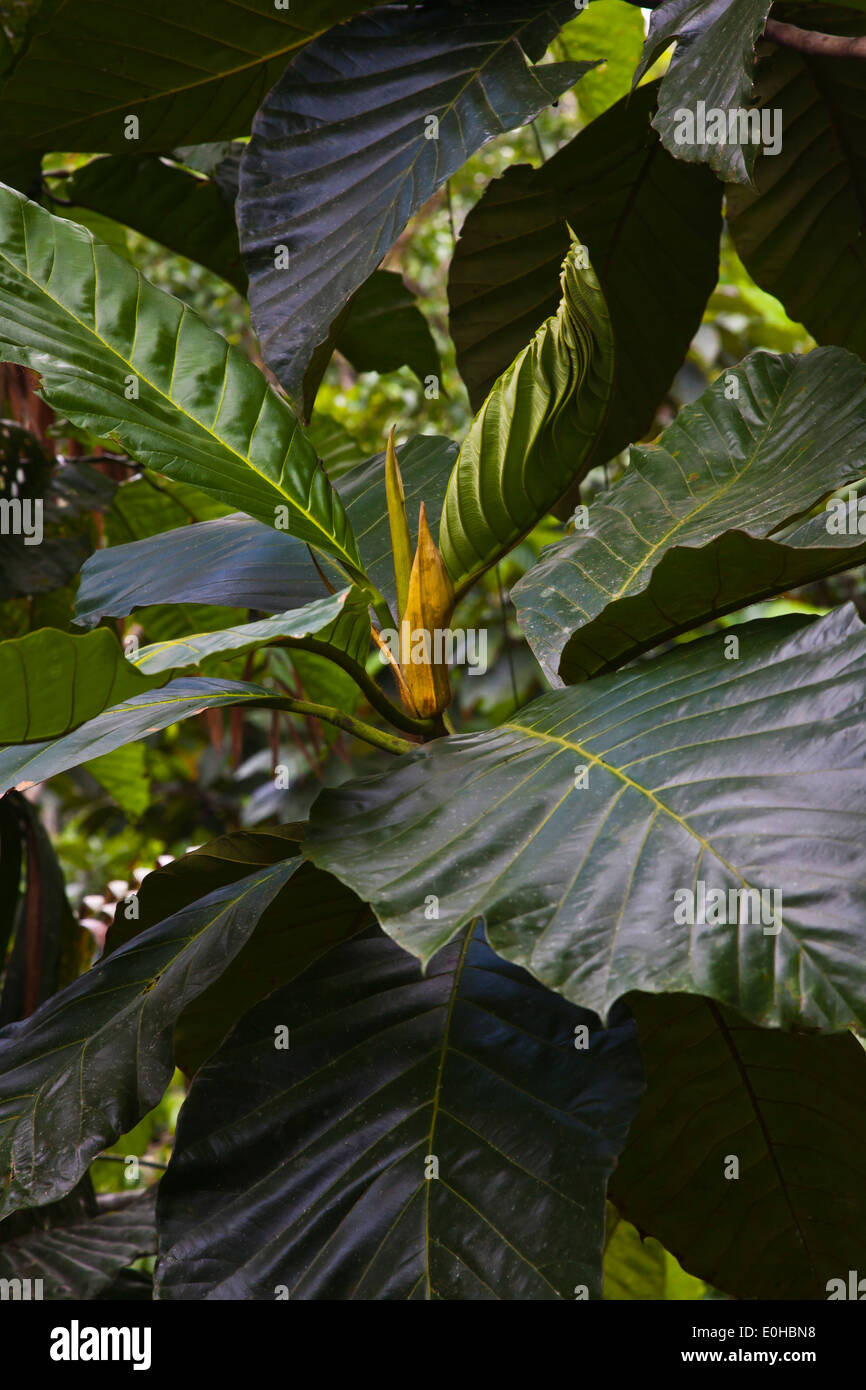 Tropical plants are seen from the Canopy Walkway at the RAINFOREST DISCOVERY CENTER located in