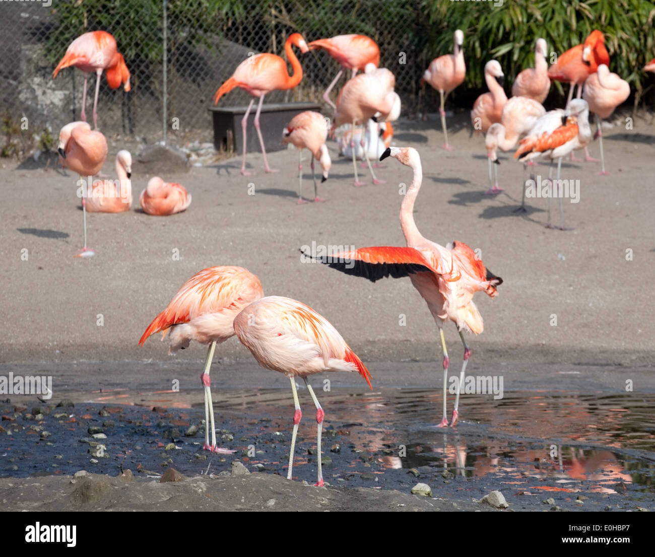 many pink flamingo birds on zoo outdoor background Stock Photo