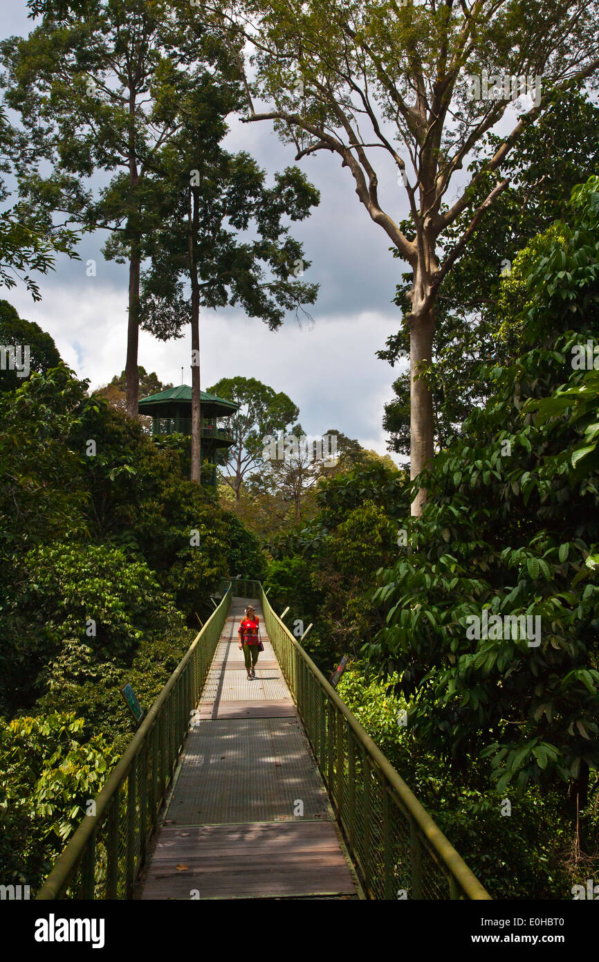 Viewing towers above the 90 foot high CANOPY WALKWAY at the RAINFOREST DISCOVERY CENTER in the KABILI SEPILOK FOREST - BORNEO Stock Photo