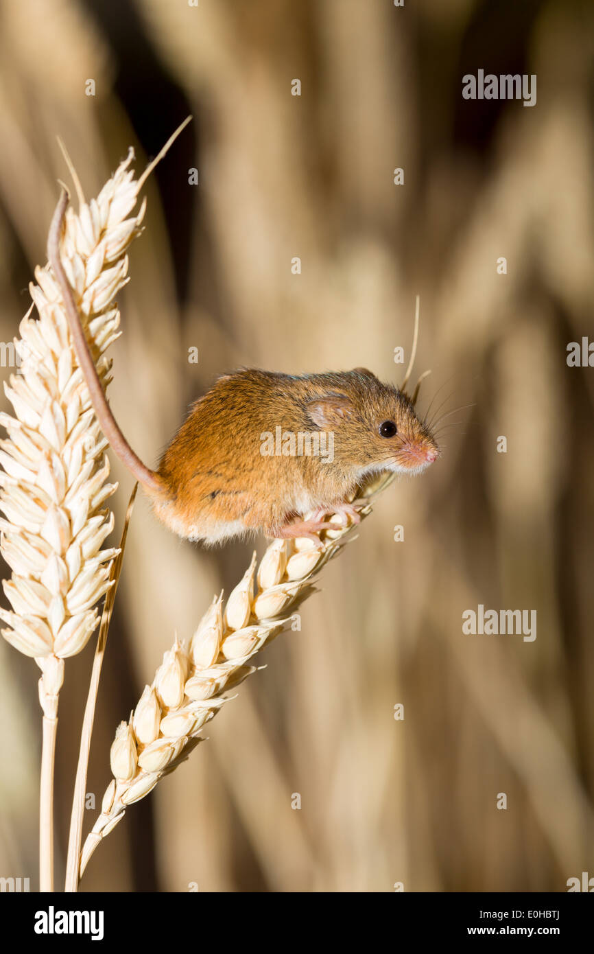 Harvest Mouse on a Stalk of Wheat Stock Photo