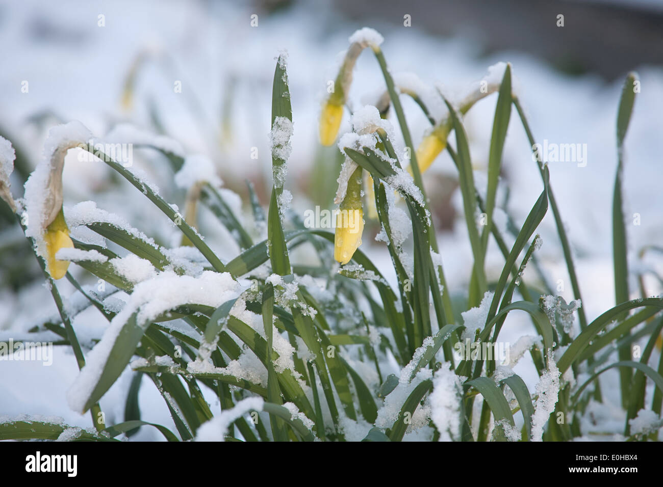 narcissus flowers under sudden snow closeup on outdoor background Stock Photo
