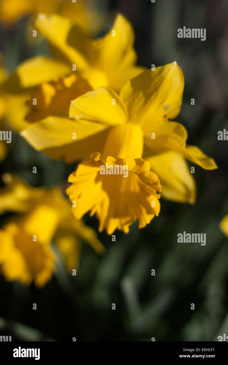 yellow jonquil on the sun Stock Photo Alamy