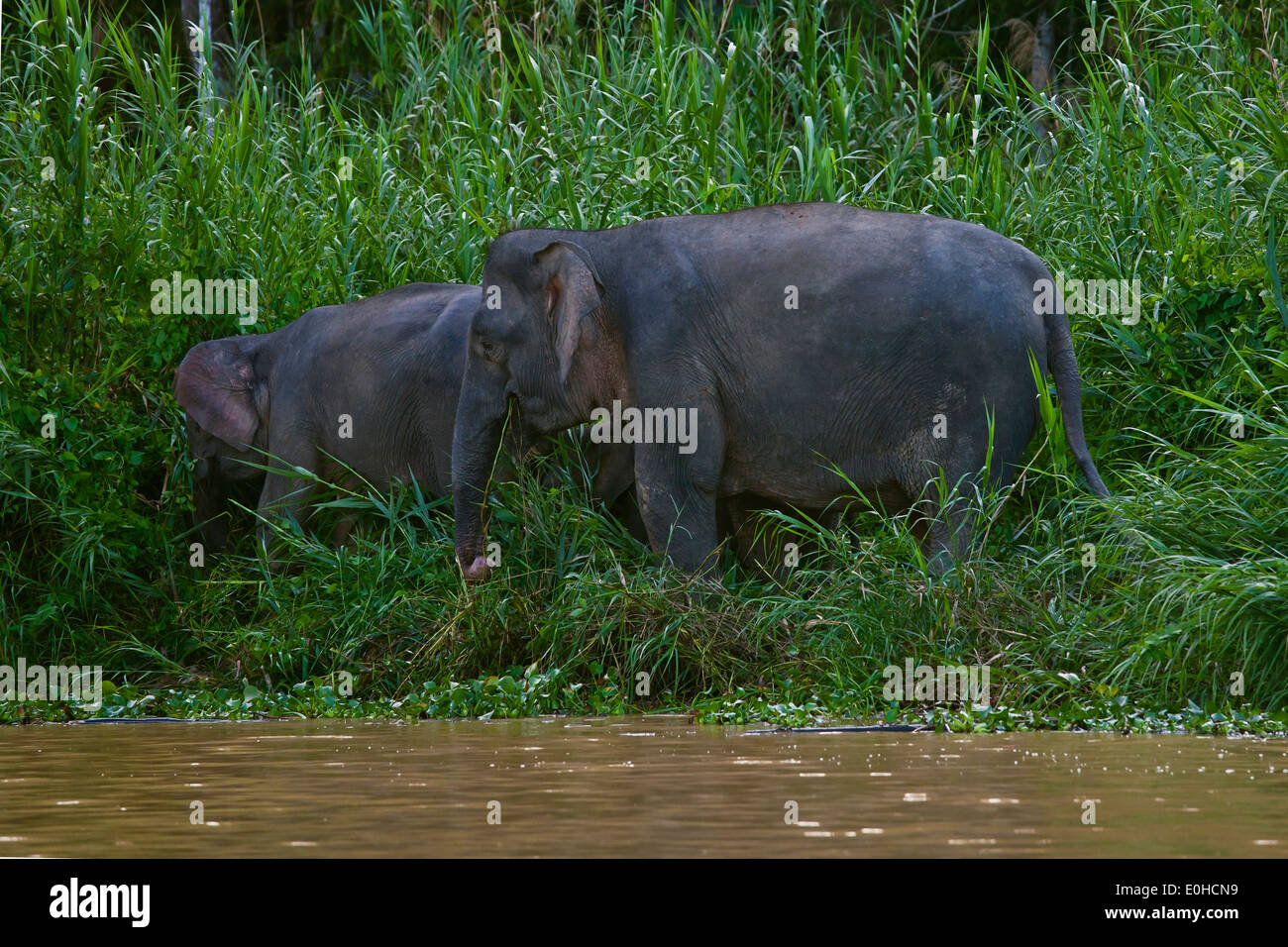 Two elephants (elephas maximus borneenis) browses along the KINABATANGAN RIVER WILDLIFE SANCTUARY - SABAH, BORNEO Stock Photo