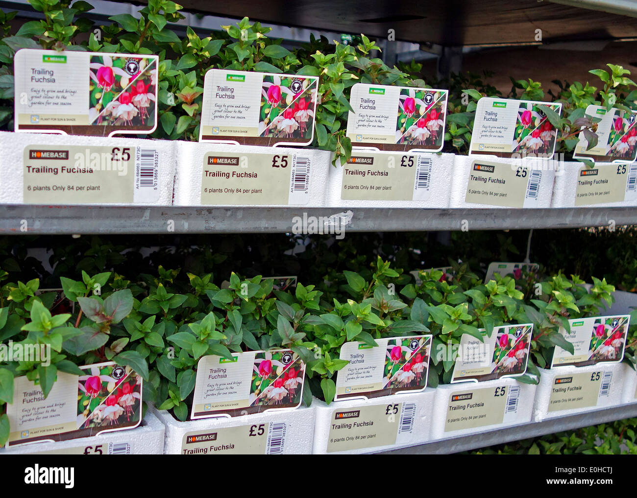 Bedding Plants High Resolution Stock Photography and Images Alamy