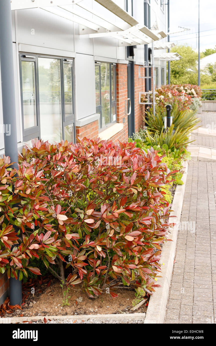 Modern planting with low maintenance shrubs outside a new out of town office development. 13 April 2014 Stock Photo