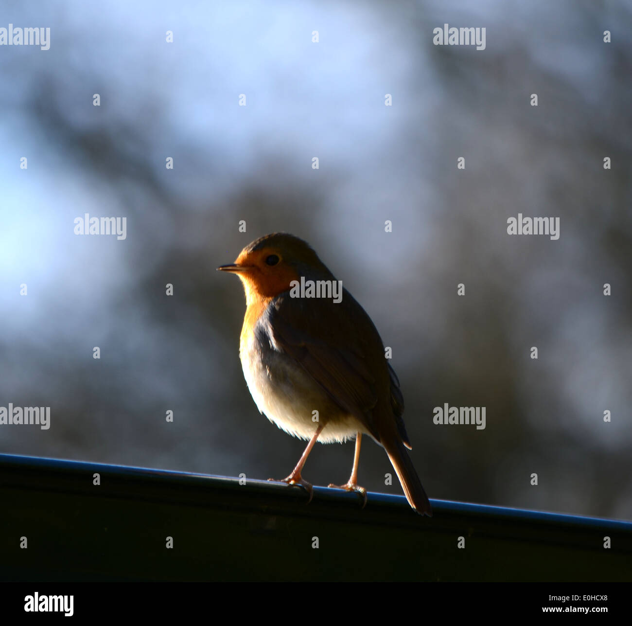 Robin outline hi res stock photography and images Alamy Robin outline hi res stock photography and images Alamy