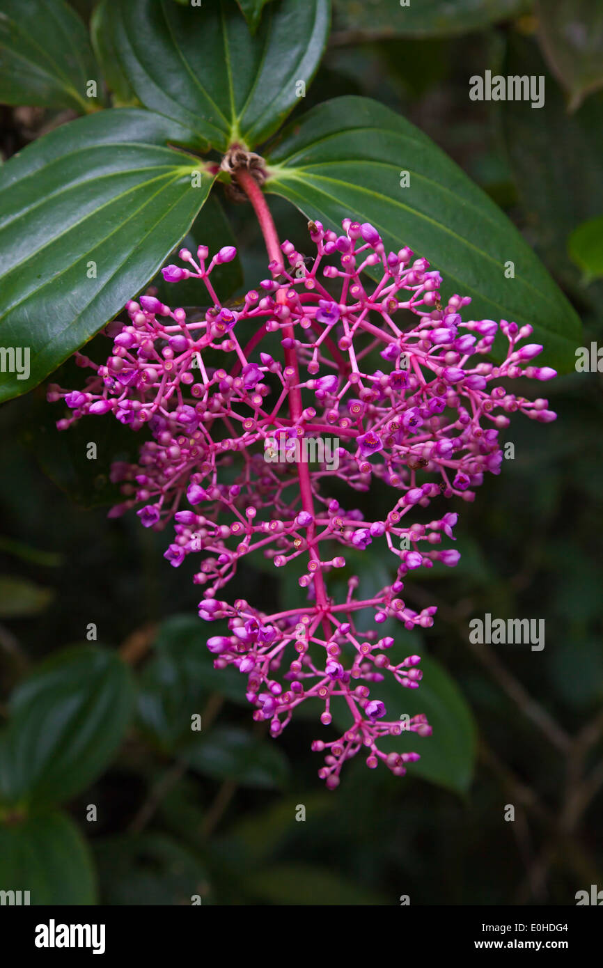 The flower of the PINK MAIDEN (Medinilla speciosa) in the KINABALU NATIONAL PARK - SABAH, BORNEO Stock Photo