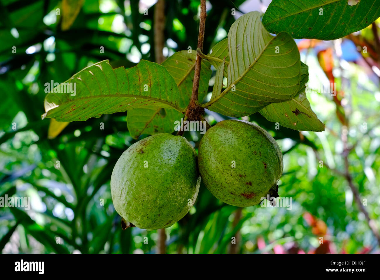 fijian longan pometia pinnata fruit growing on a tree in a rural village in east java indonesia Stock Photo