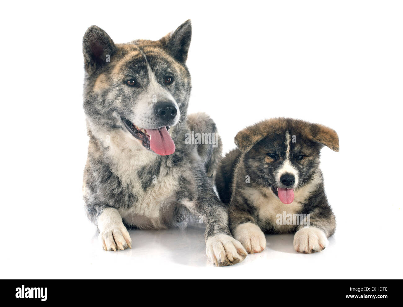 puppy and adult akita inu in front of white background Stock Photo