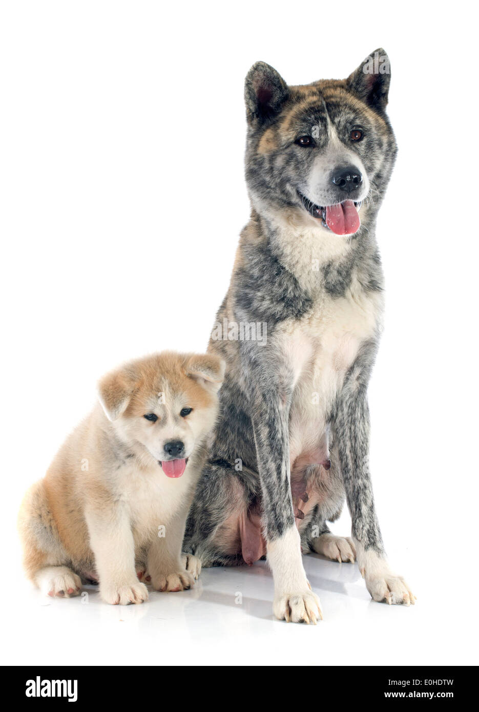 puppy and adult akita inu in front of white background Stock Photo