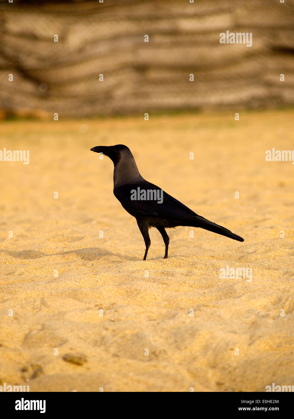 Black raven at the beach in Sri Lanka Stock Photo
