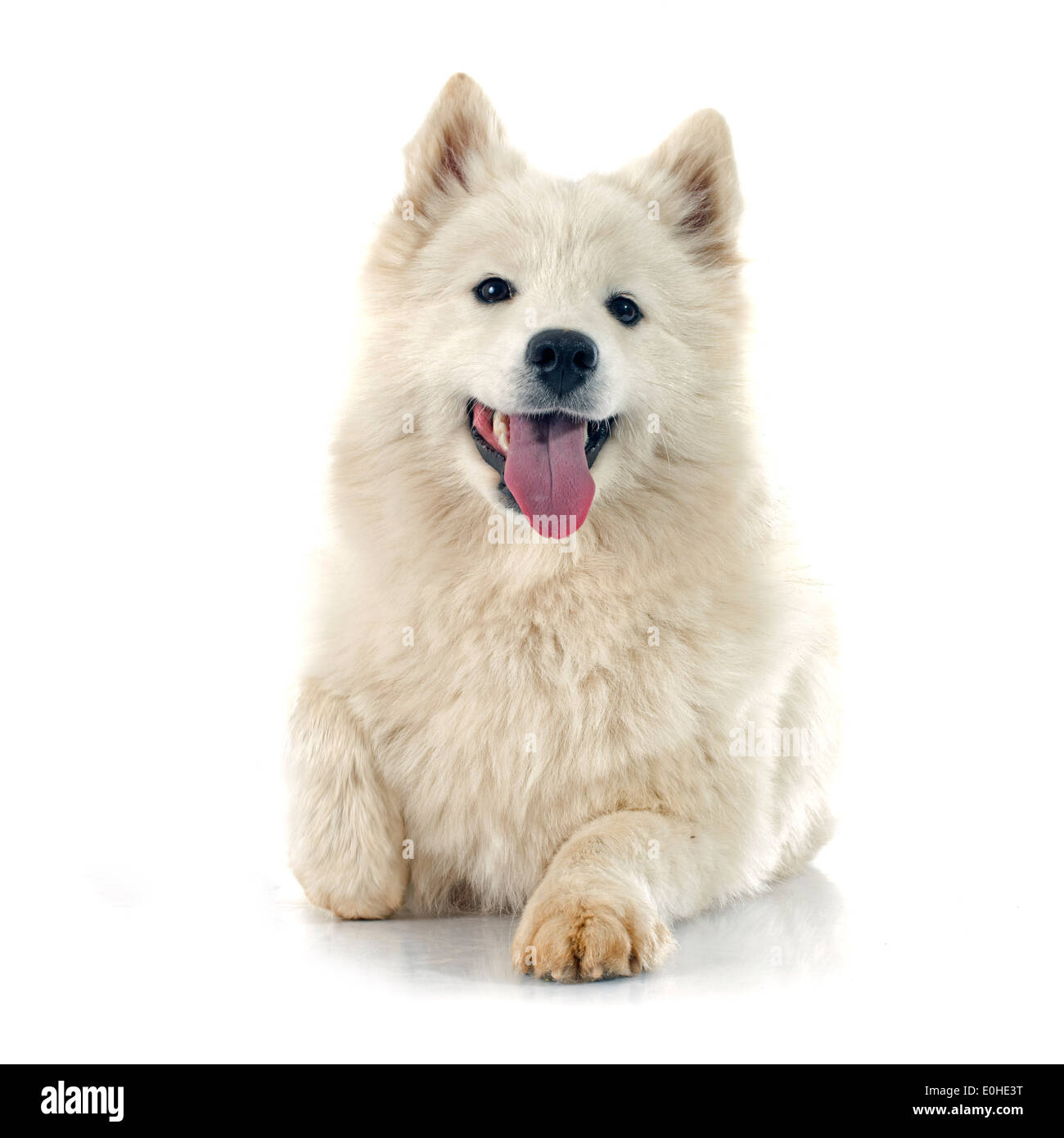 Samoyed Front purebred Samoyed in front of white background Stock Photo - Alamy