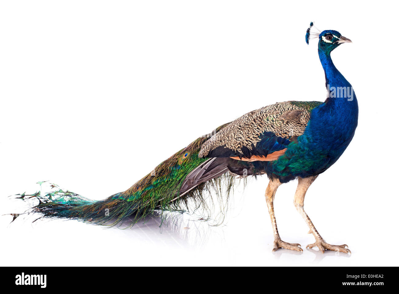male peacock in front of white background Stock Photo