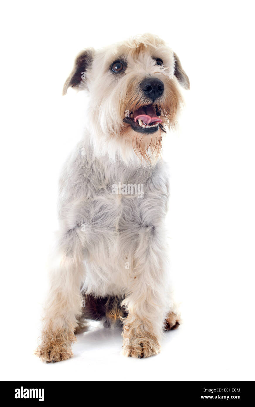 white miniature schnauzer in front of white background Stock Photo