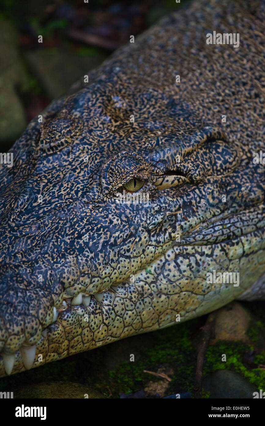 A SIAMESE CROCODILE (Crocodylus siamensis) - SARAWAK, BORNEO, MALASIA Stock Photo