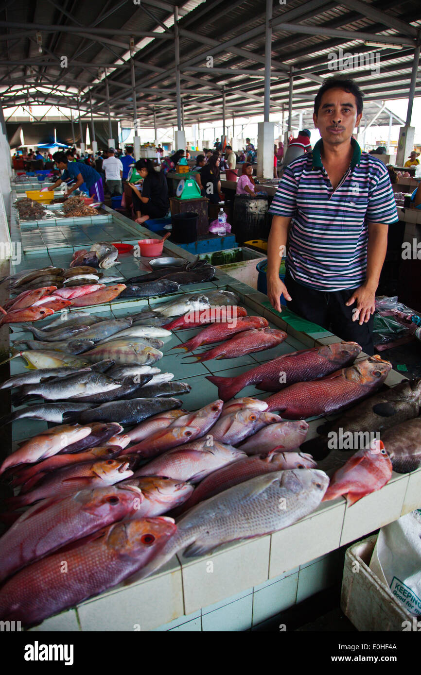 The morning FISH MARKET in KOTA KINABALU SABAH, BORNEO, MALAYSIA Stock Photo Alamy
