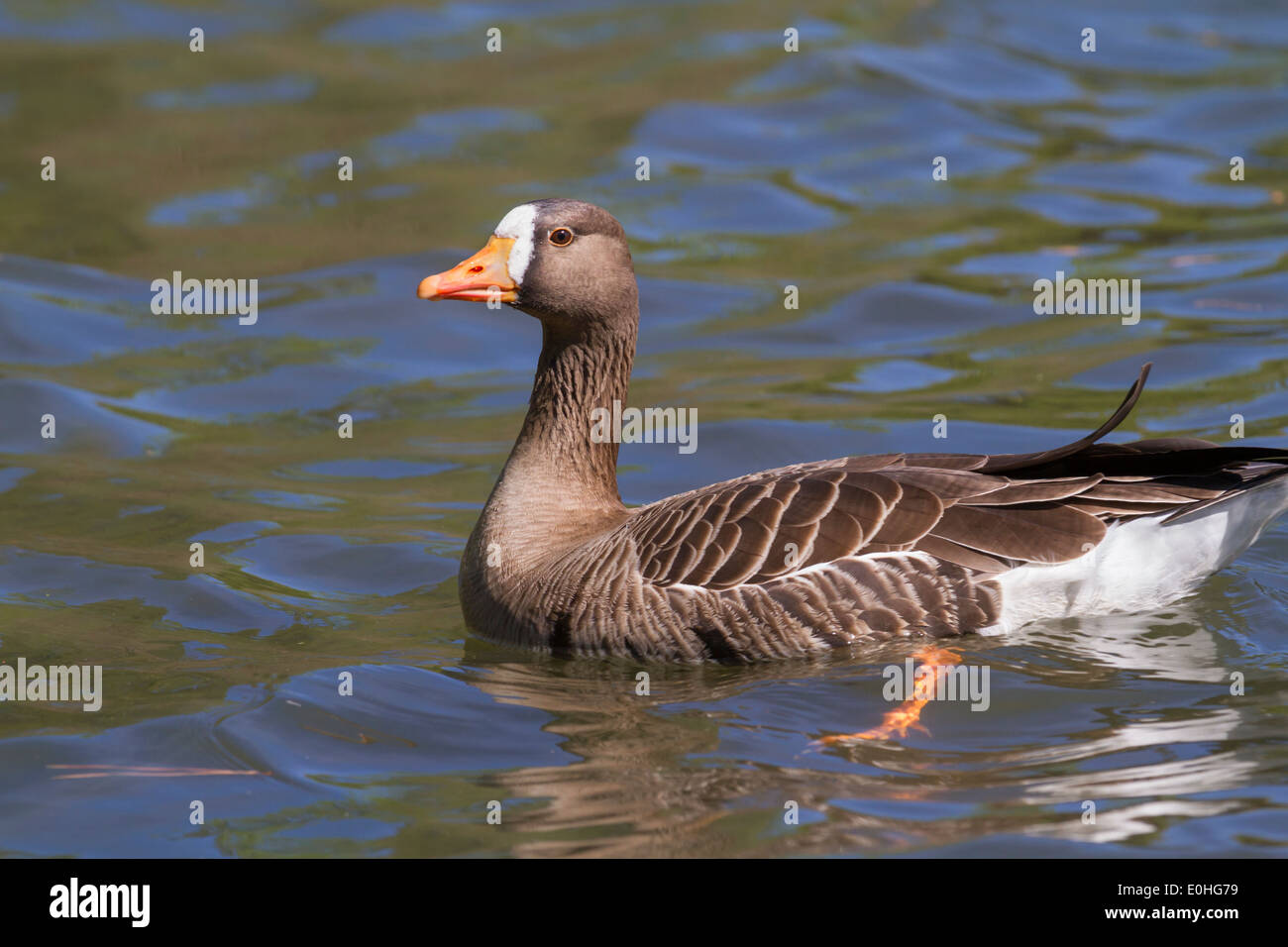 The greater white-fronted goose (Anser albifrons). Stock Photo