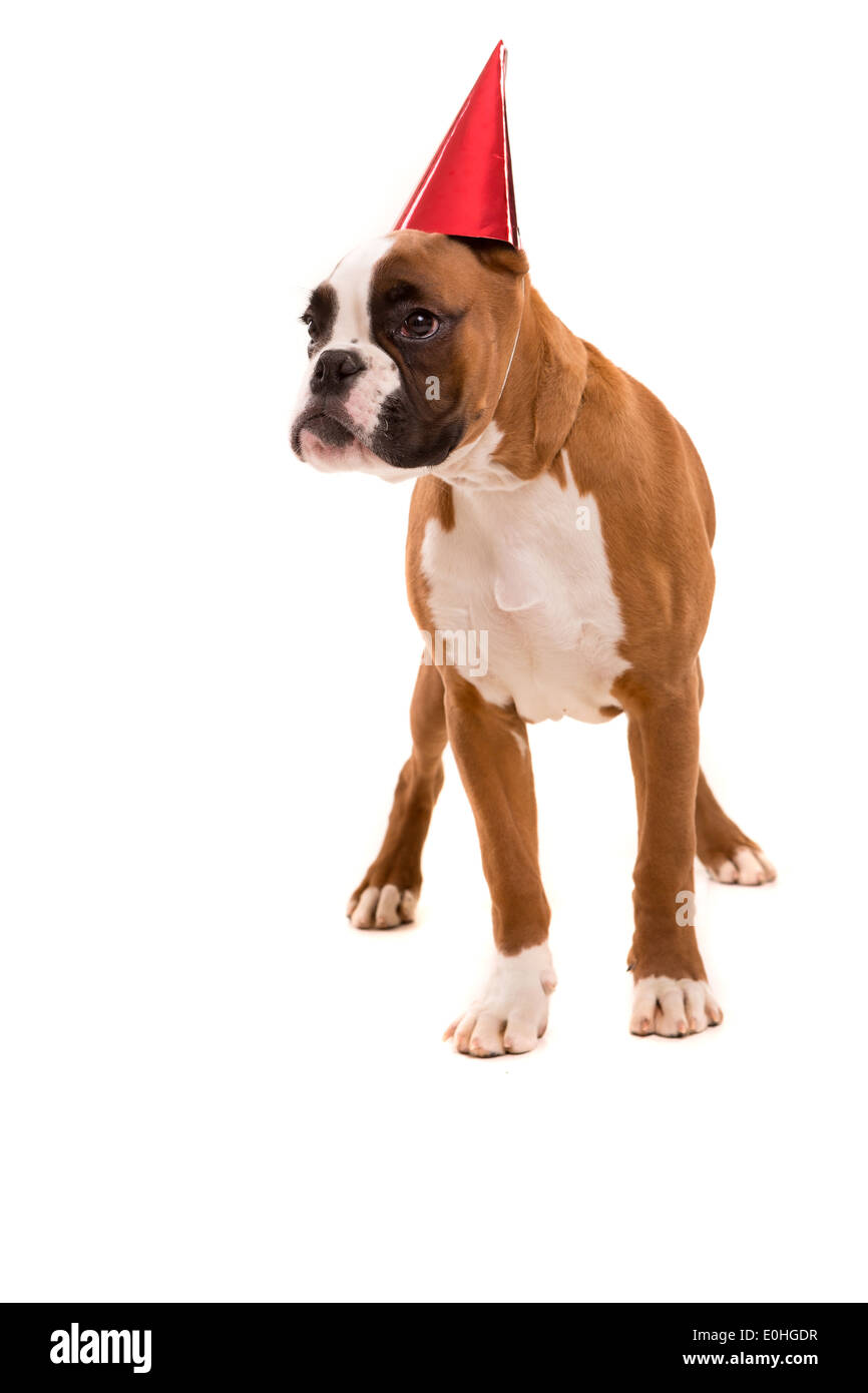 Boxer puppy wearing a festive hat, isolated over white background Stock