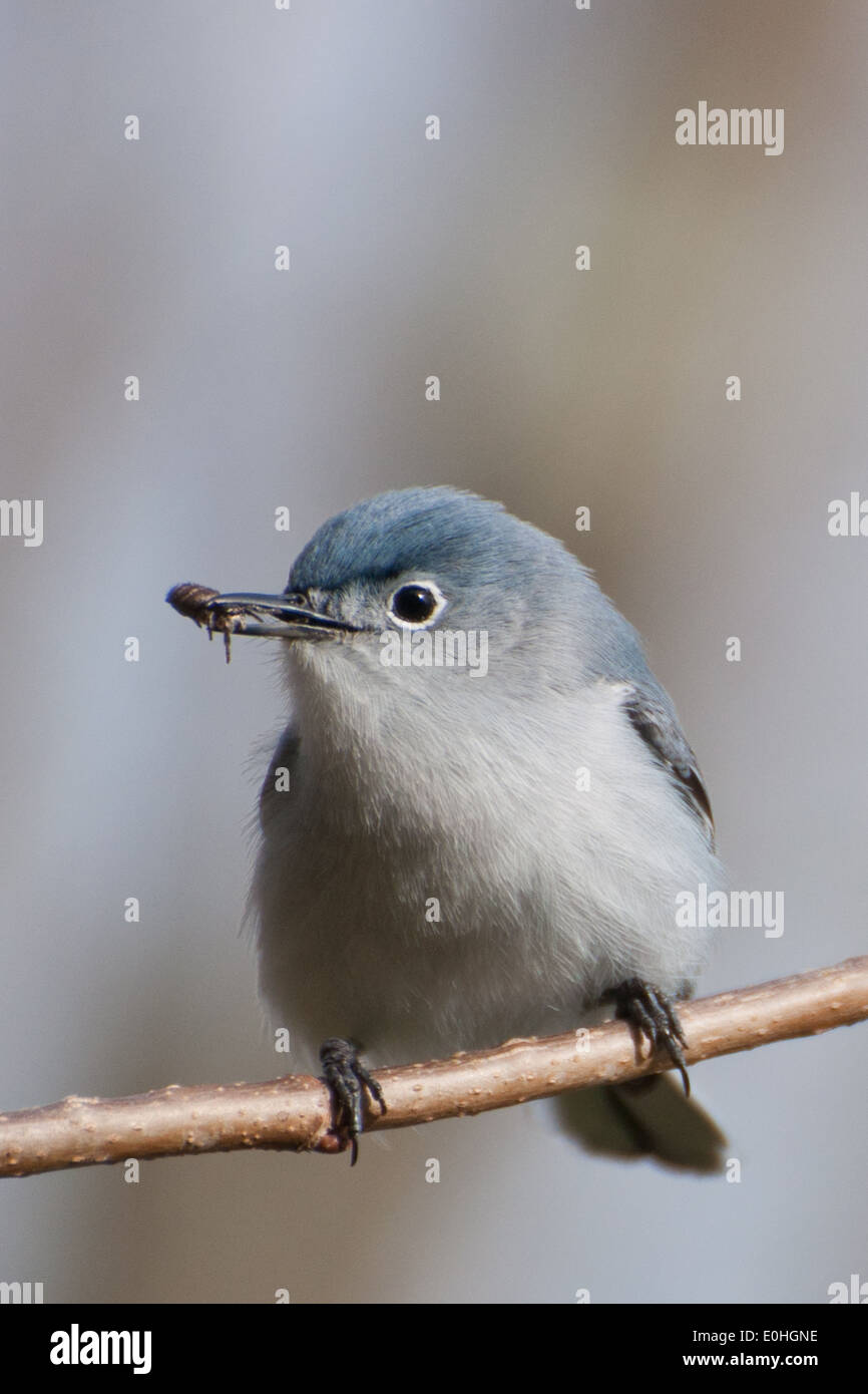 Blue-gray Gnatcatcher in flight • Magee Marsh Wildlife Area, OH • 2018  Stock Photo - Alamy