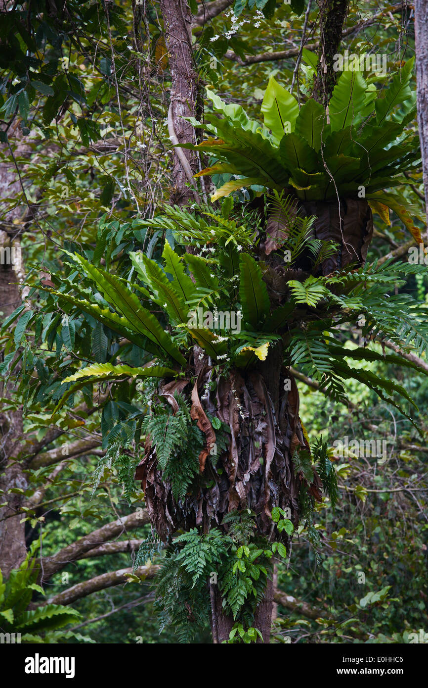 Birds Nest Ferns from the CANOPY WALKWAY at the RAINFOREST DISCOVERY