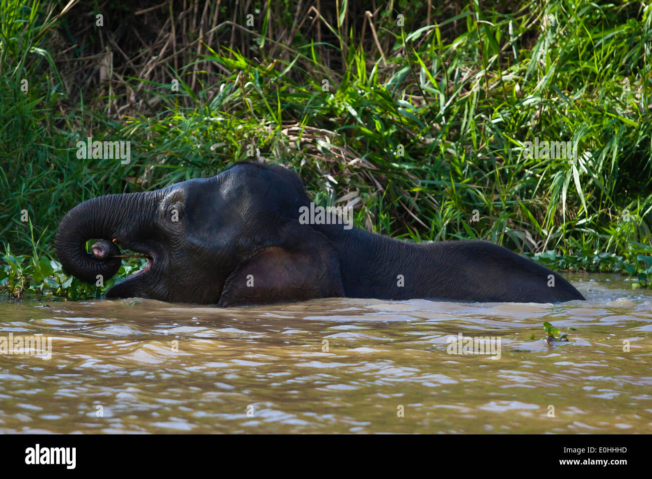 BORNEAN PYGMY ELEPHANT swimming in KINABATANGAN RIVER SANCTUARY SABAH