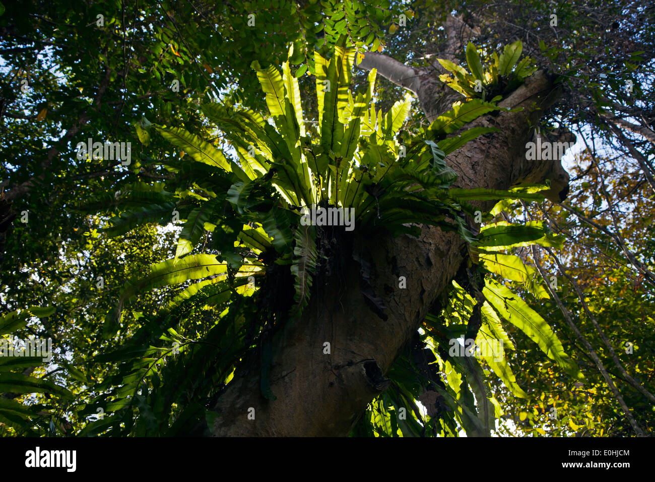 Birds nest fern on tree hi-res stock photography and images - Alamy
