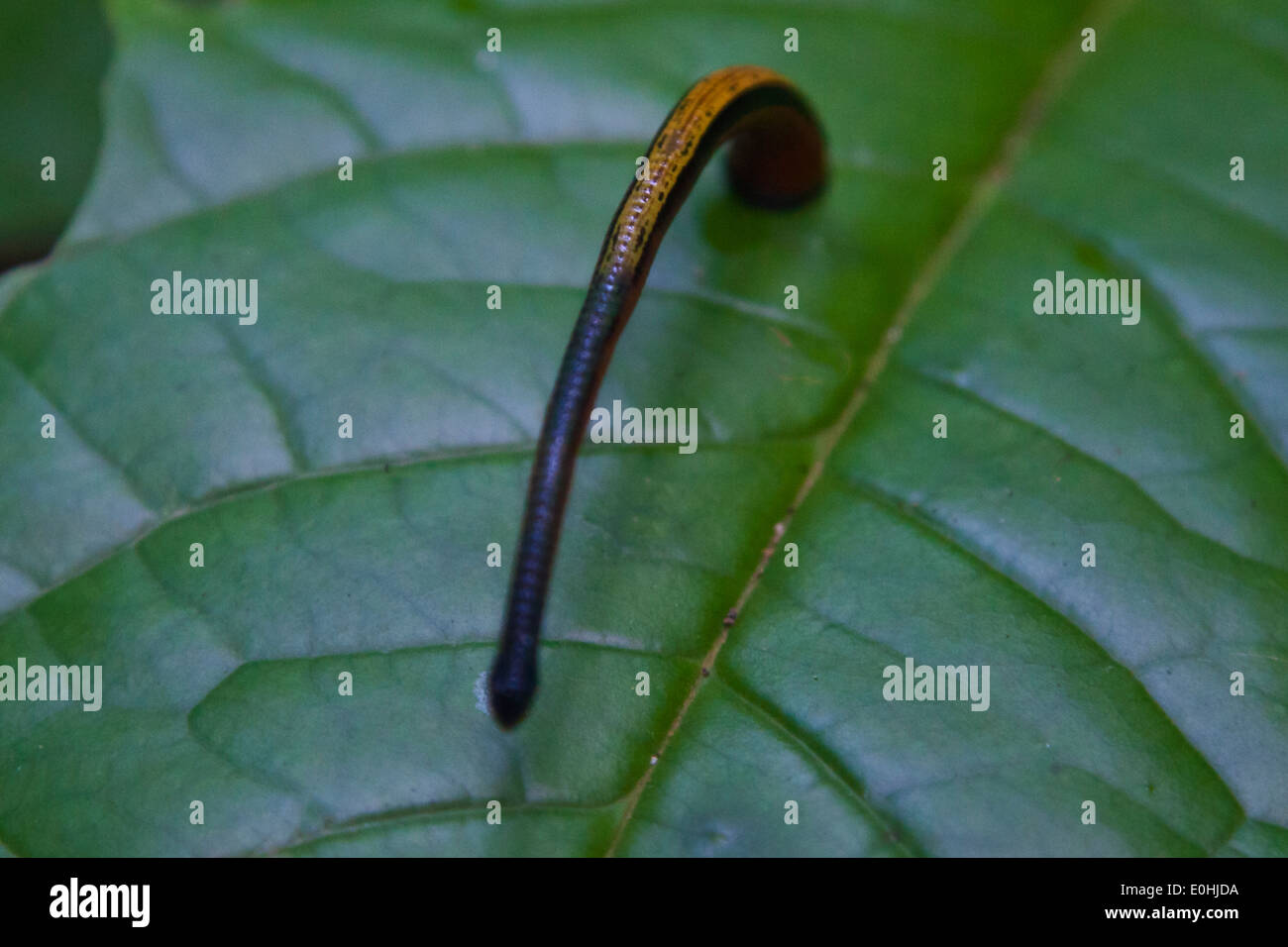 There are many leeches in the rainforest in the KINABATANGAN RIVER