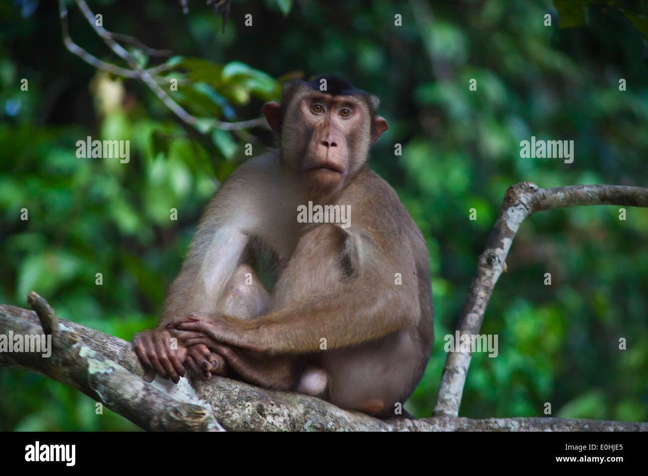 Stump tailed macaques hi-res stock photography and images - Alamy