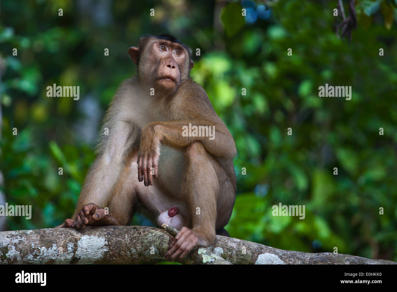 A male SHORT TAILED MACAQUES (Macaca arctoices) in the KINABATANGAN RIVER WILDLIFE  SANCTUARY - SABAH, BORNEO Stock Photo - Alamy