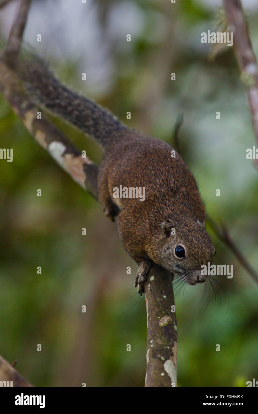 A BORNEAN MOUNTAIN SQUIRREL (Dremomys everetti) on a branch in MOUNT KINABALU NATIONAL PARK- SABAH, BORNEO Stock Photo