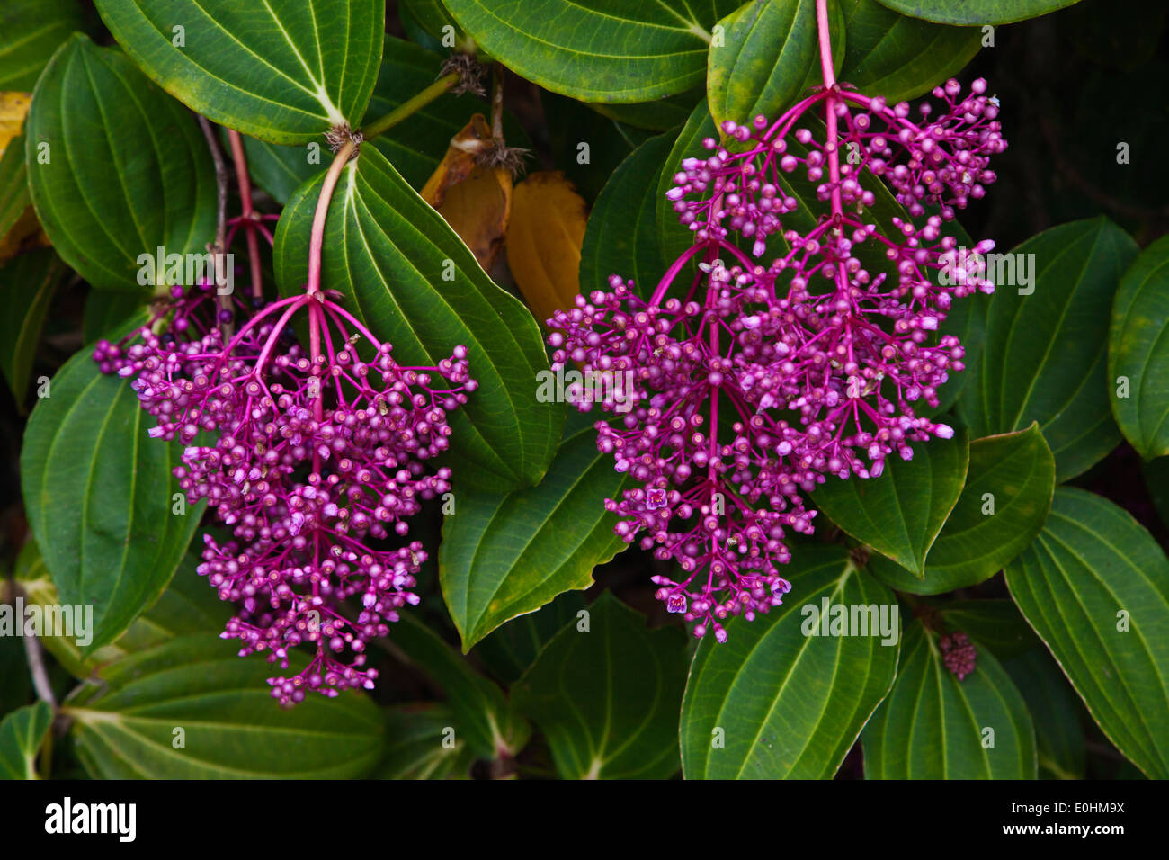 The flower of the PINK MAIDEN (Medinilla speciosa) in the KINABALU NATIONAL PARK - SABAH, BORNEO Stock Photo