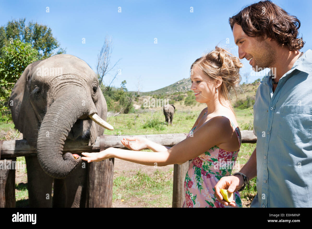 Happy couple in early 20's feeding an African elephant, Botlierskop Game Reserve, Mosselbay, South Africa Stock Photo