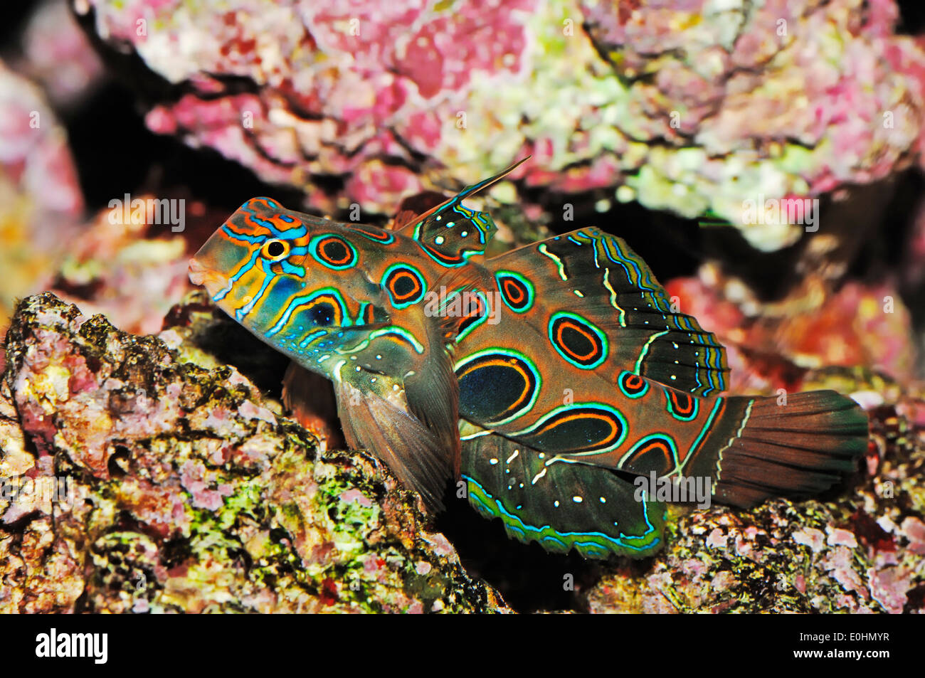 Spotted Mandarin Fish, Target Mandarin, Spotted Green Mandarin Fish or Picturesque Dragonet (Synchiropus picturatus) Stock Photo