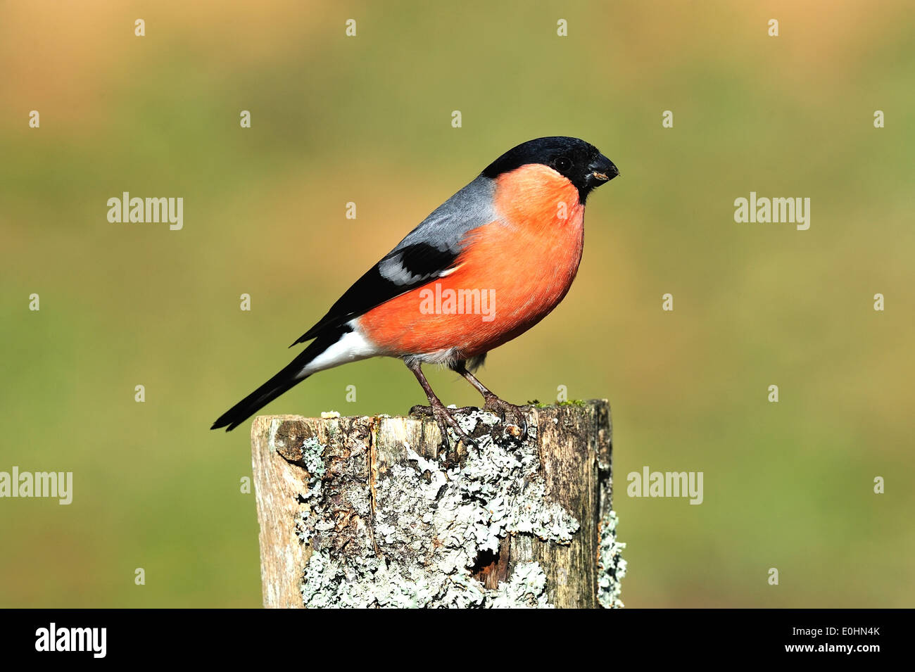 Gimpel, Männchen (Pyrrhula pyrrhula) Northern Bullfinch, male • Ostalbkreis, Baden-Württemberg, Deutschland Stock Photo