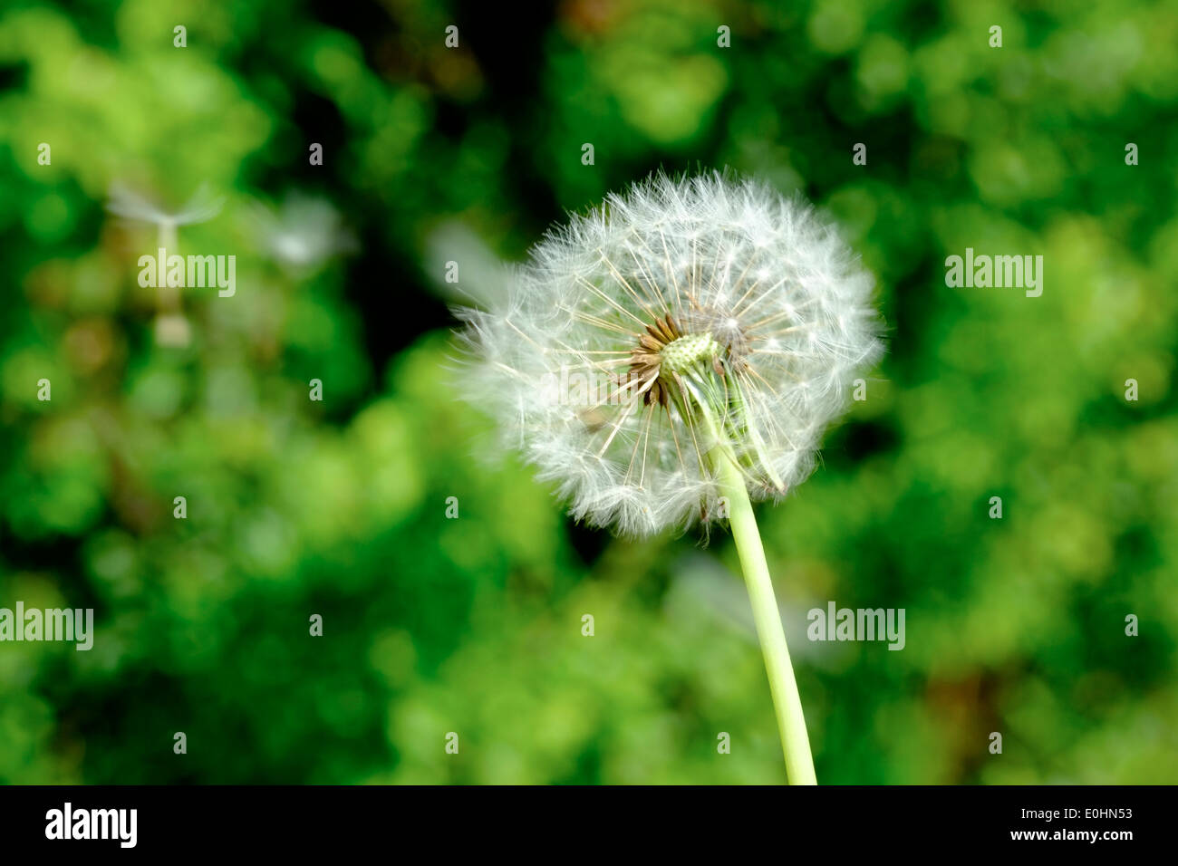 Dandelion seed head Stock Photo