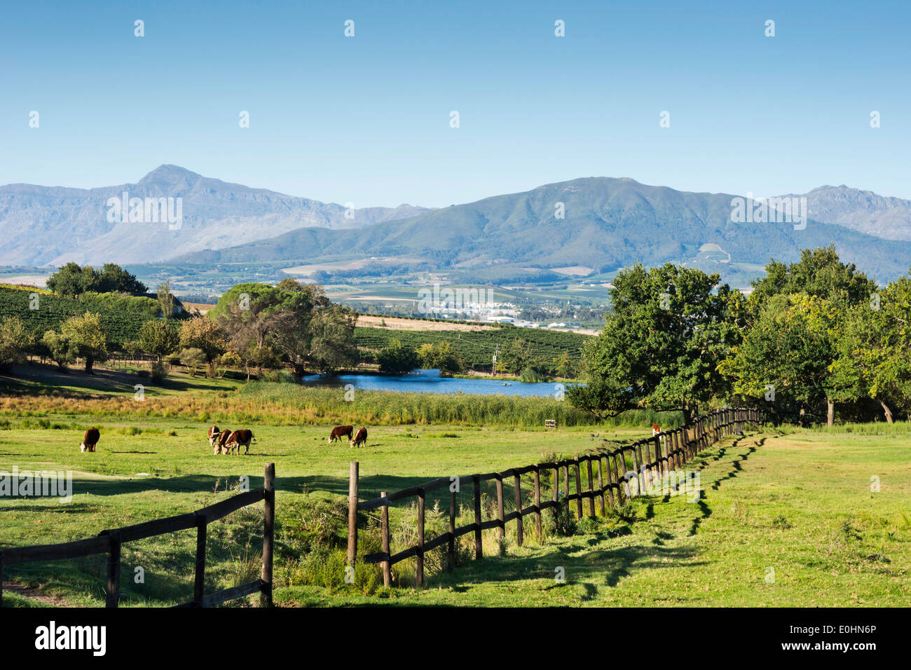 WIne country landscape with mountains, lake, fence and farm animals, Paarl, Western Cape, South Africa Stock Photo