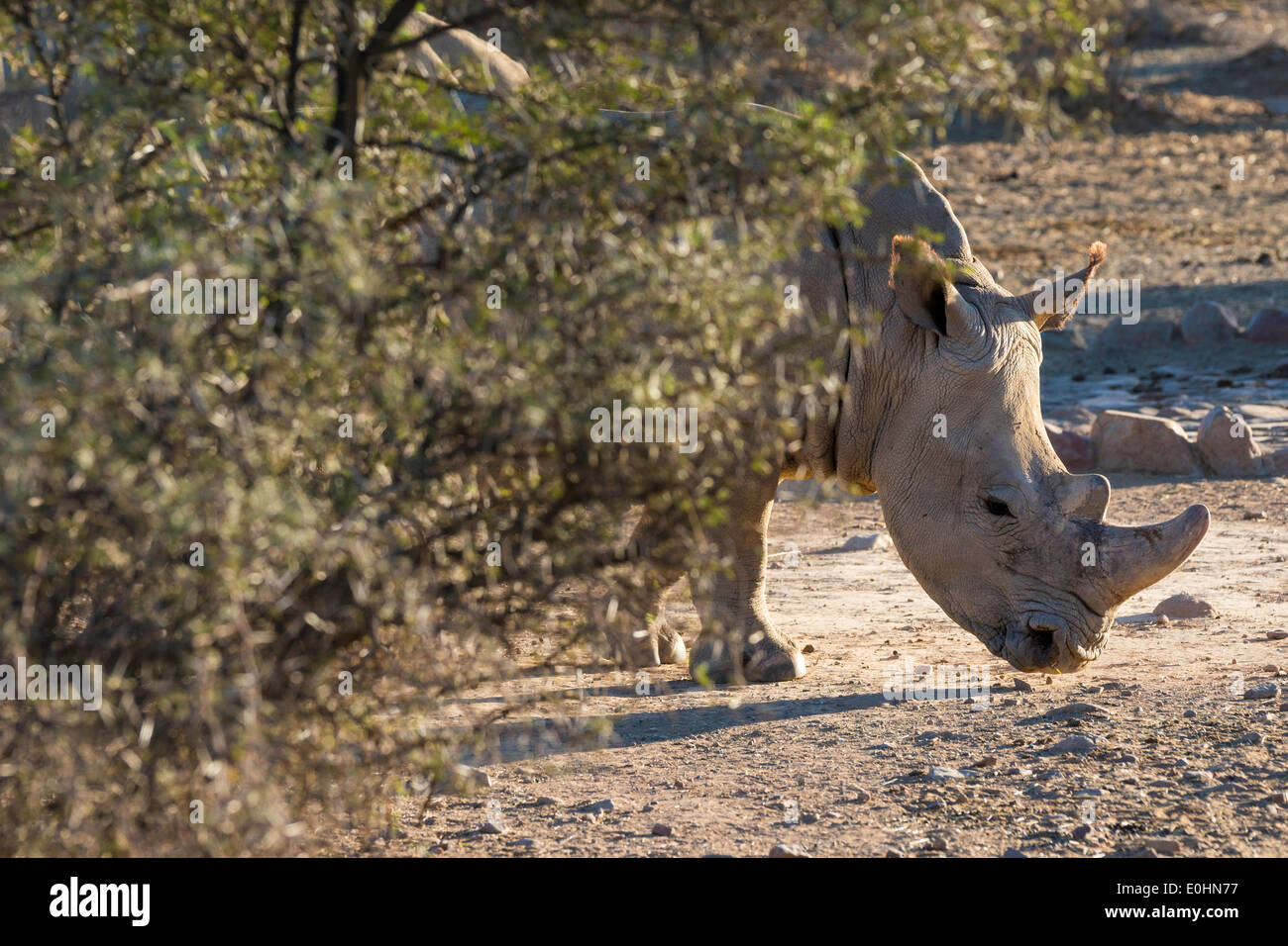 white-rhino-endangered-from-poaching-inverdoorn-game-reserve-karoo
