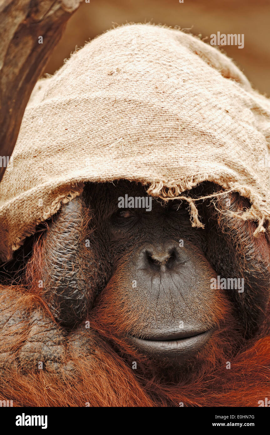 Bornean Orangutan (Pongo pygmaeus pygmaeus) , male in captivity Stock Photo